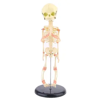 Одно для головы Череп ребенка Исследовательская модель человека Скелет Анатомический дисплей для изучения анатомии