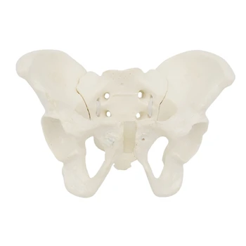 Модель женского таза в натуральную величину, модель гибкой анатомии, модель тазовой кости, анатомическая модель таза для научного образования, акушерский челнок