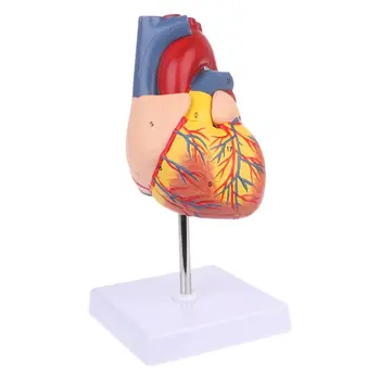G5AA Разобранная анатомическая модель человеческого сердца Анатомический медицинский учебный инструмент