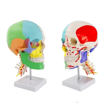 Пояс из мышечного черепа человеческого цвета 1:1 Шейная модель черепа Череп Съемный пояс Нейроортопедика