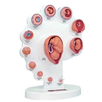 4D Анатомическая Модель развития человеческого эмбриона, Обучение органам роста плода, Сборные Игрушки Alpinia