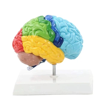 Правое полушарие мозга Модель человеческого тела 1: 1 для обучения студентов, модель сборки учебного пособия