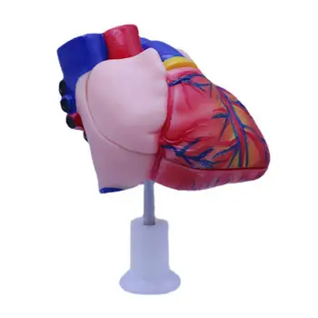 Анатомическая модель человеческого сердца Профессиональные детали Анатомические учебные пособия для исследований, выставок, обучающих кардиологических лабораторий